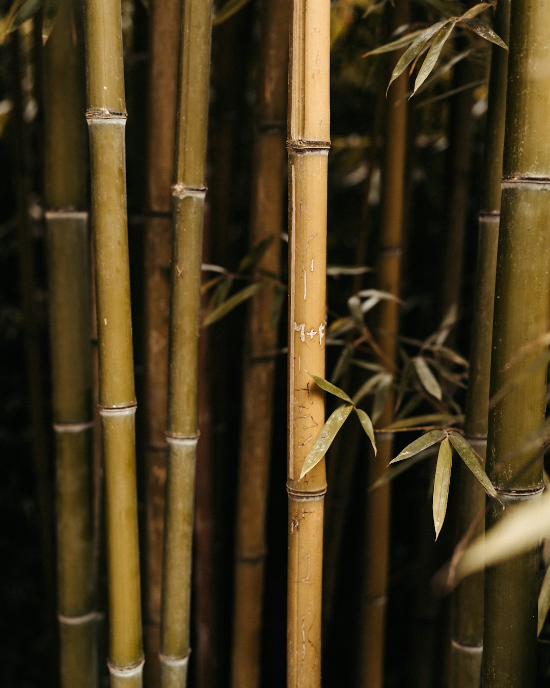 Sustainable Bamboo Fabric